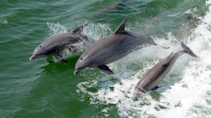 outer-banks-dolphin-cruise