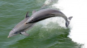 Outer Banks Dolphin Cruise 