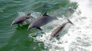 Outer Banks Dolphin Cruise 
